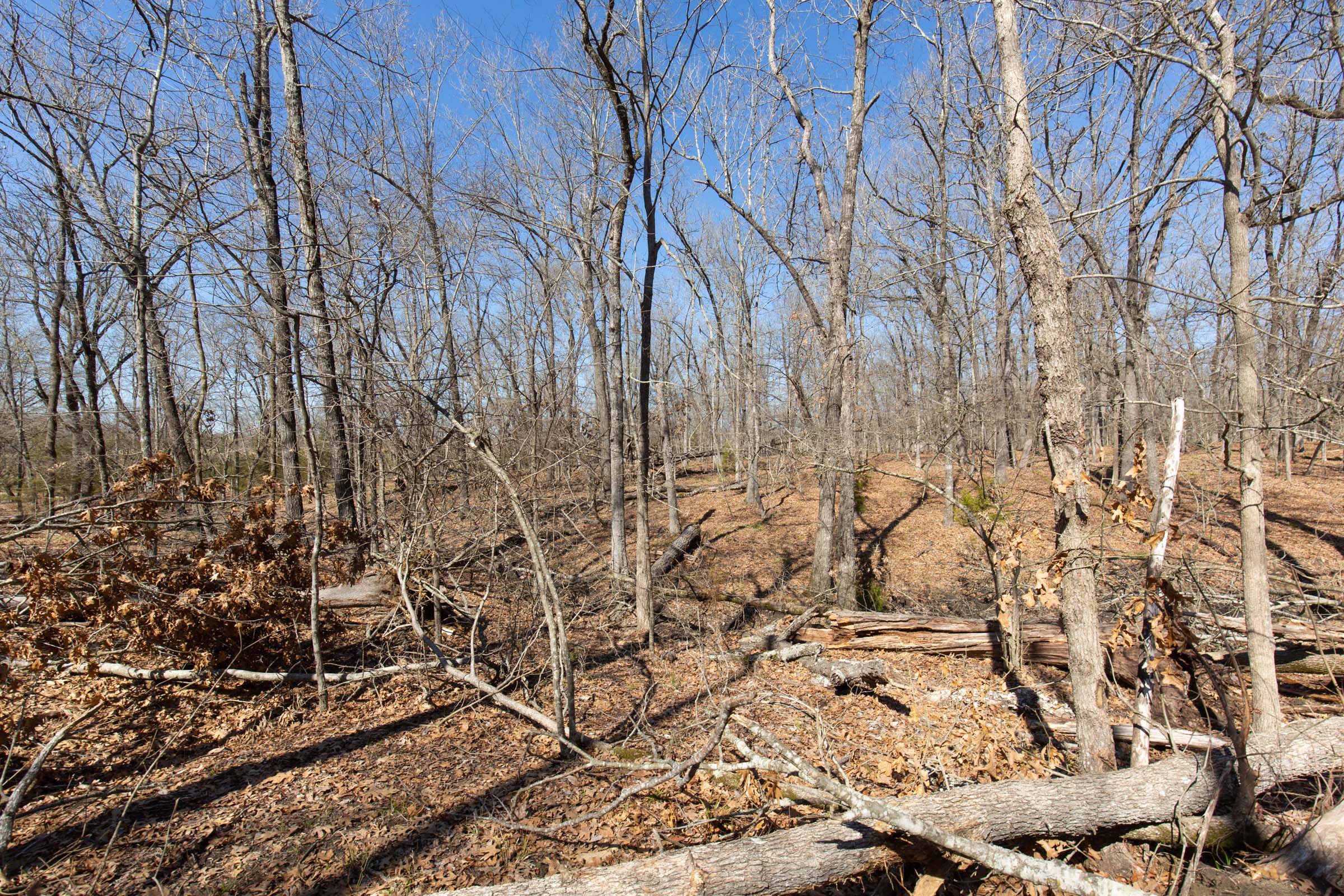 Tract 31 at Wishing Star Ranch in Red River County, Texas