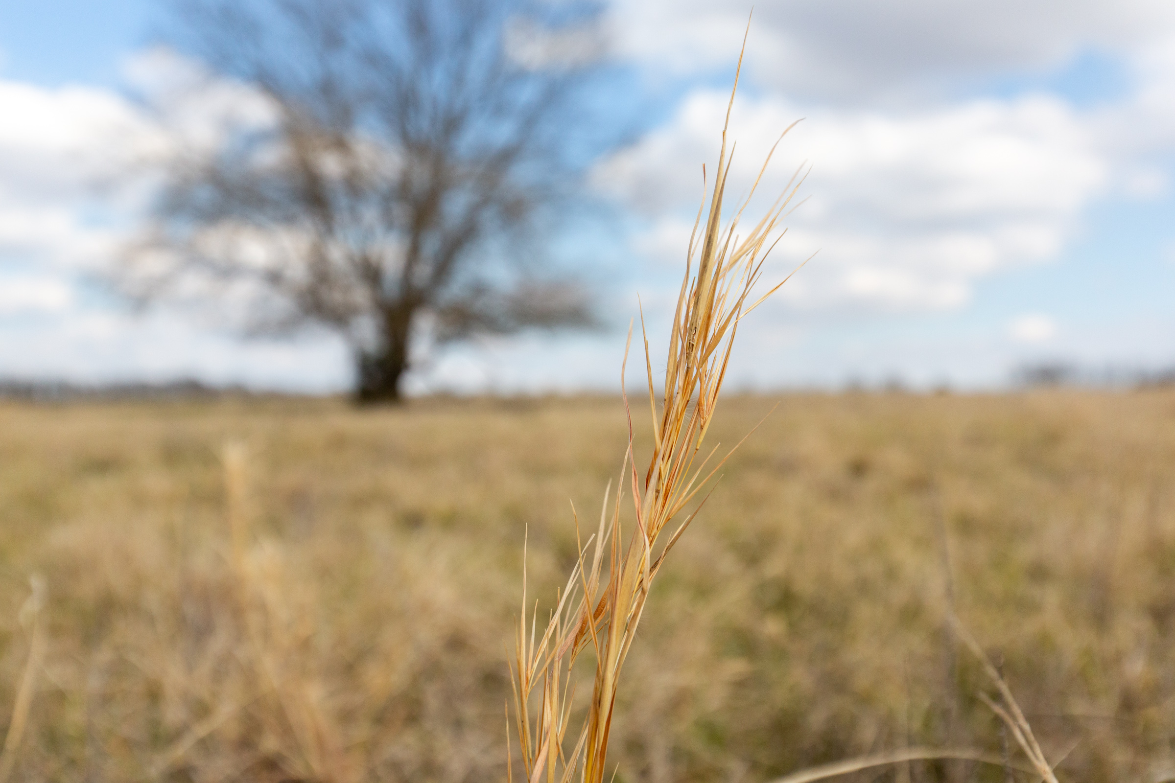 Tract 37 at Wishing Star Ranch in Red River County, Texas