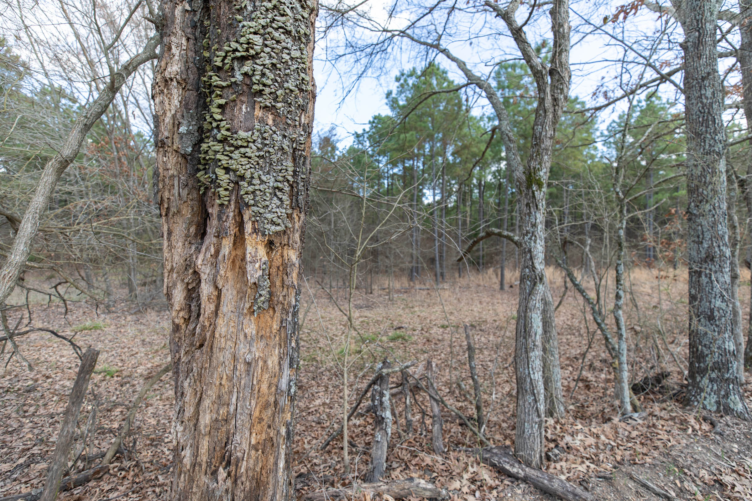 Tract 41 at Wishing Star Ranch in Red River County, Texas