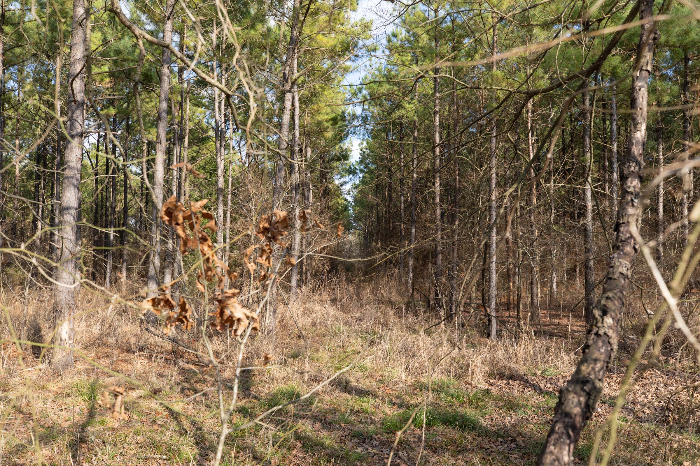Tract 42 at Wishing Star Ranch in Red River County, Texas
