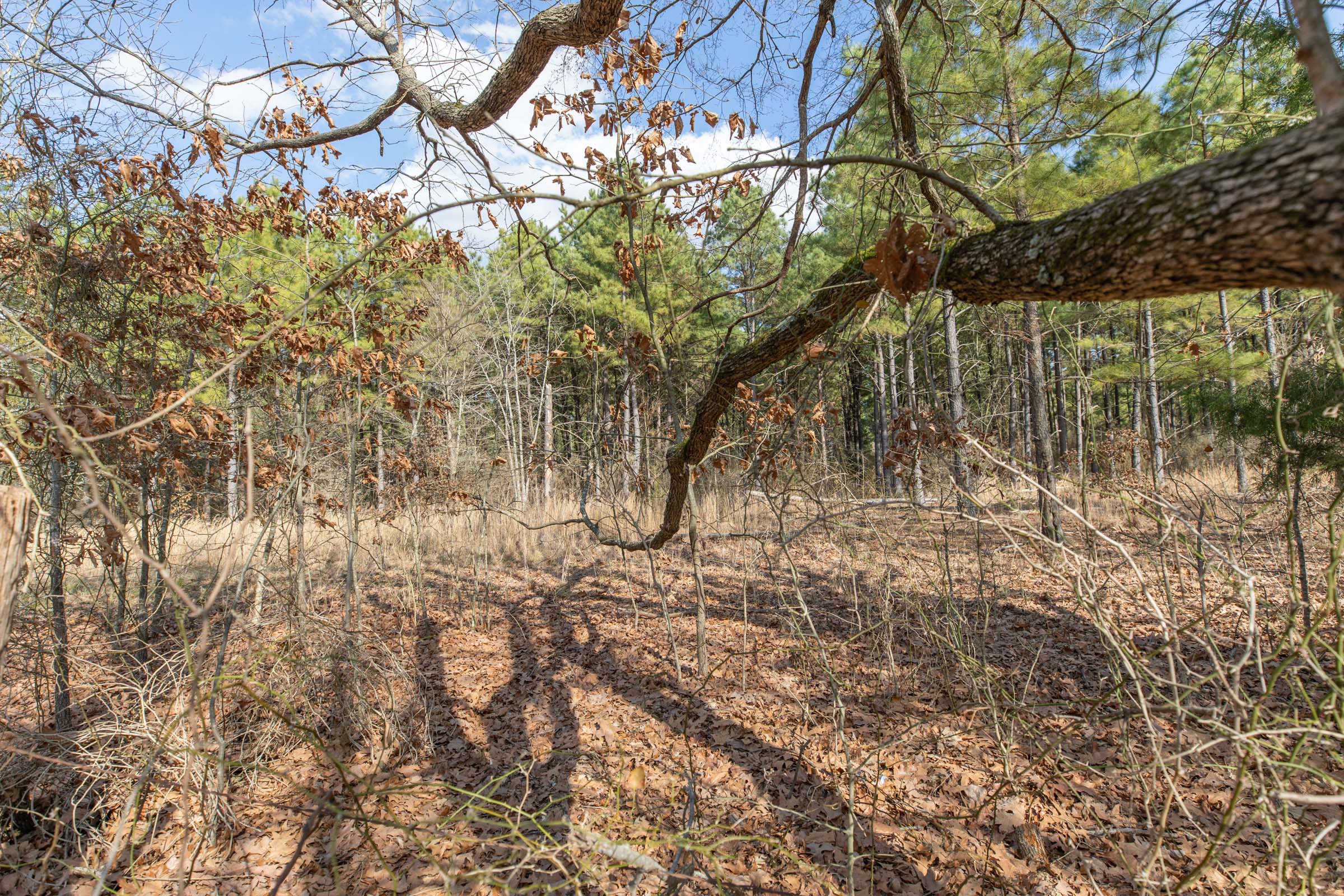 Tract 44 at Wishing Star Ranch in Red River County, Texas