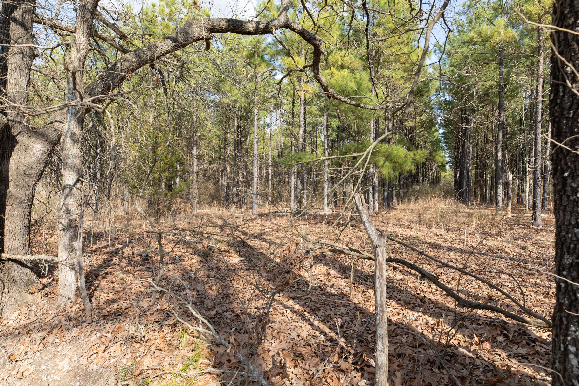 Tract 45 at Wishing Star Ranch in Red River County, Texas