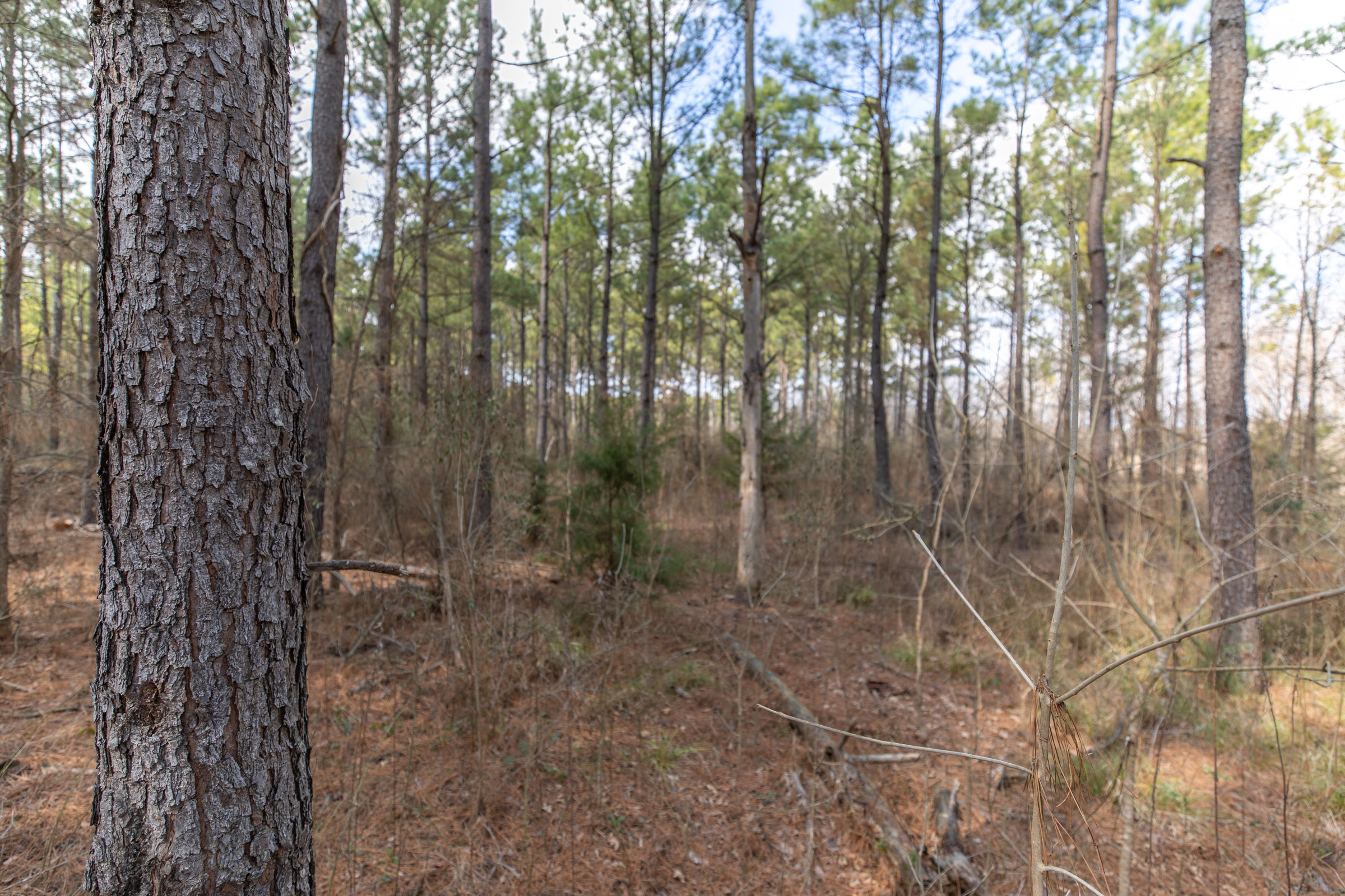 Tract 48 at Wishing Star Ranch in Red River County, Texas