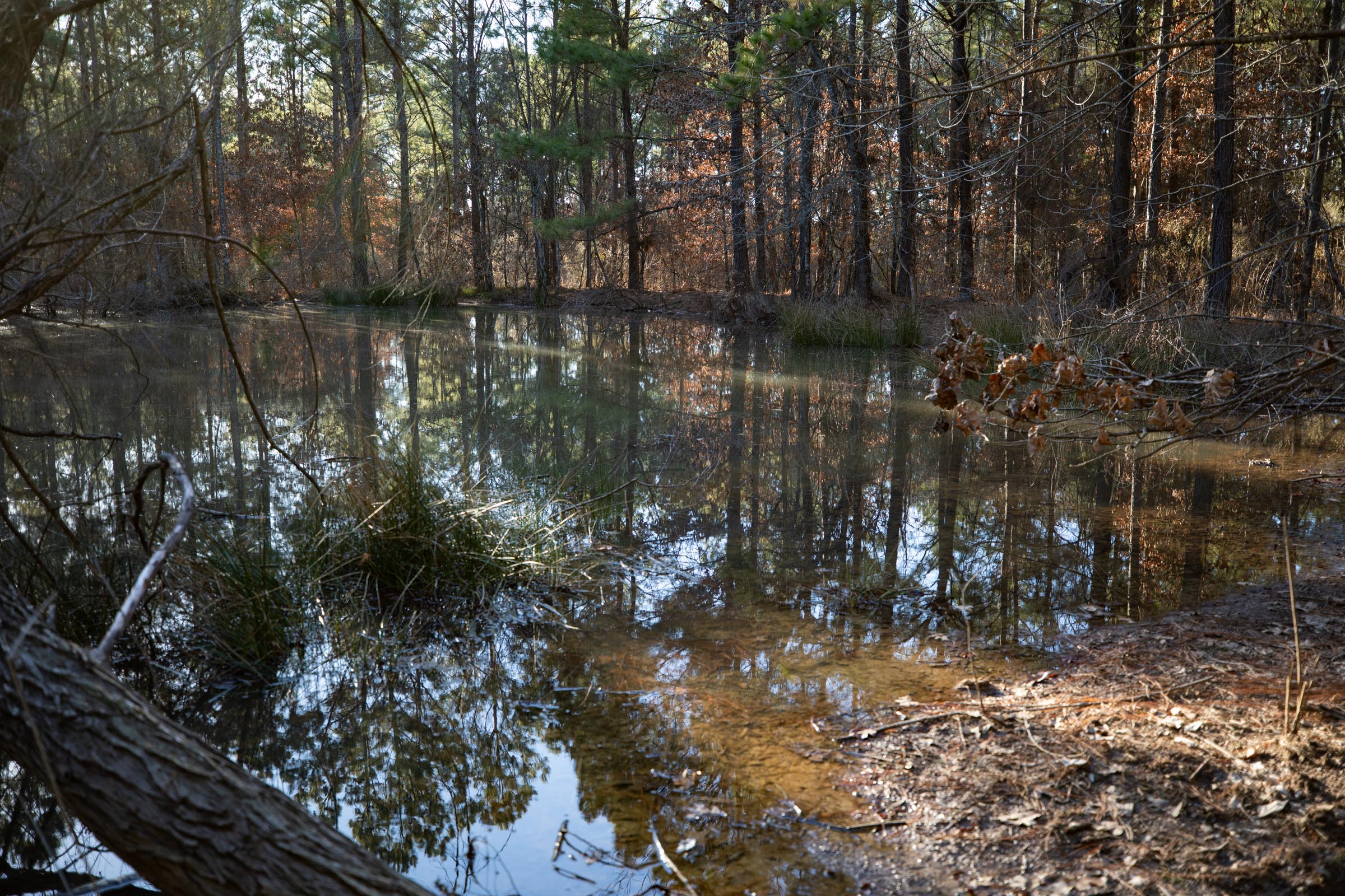 Tract 55 at Wishing Star Ranch in Red River County, Texas