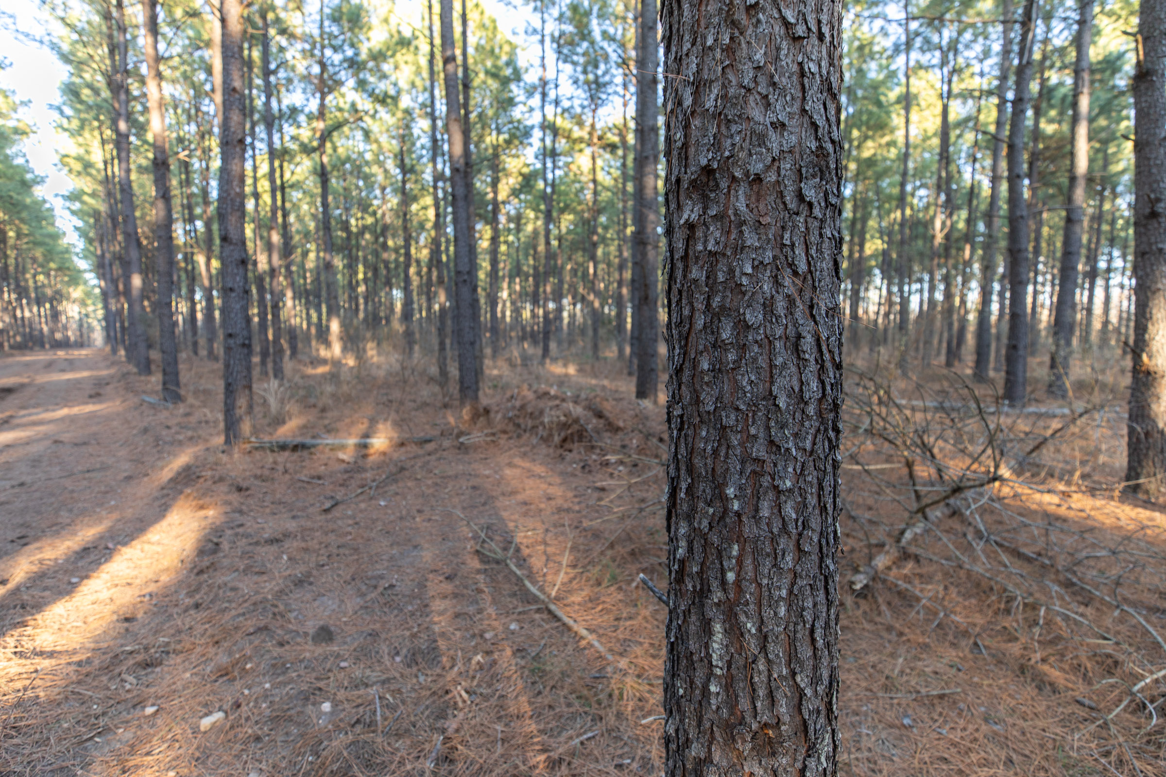 Tract 57 at Wishing Star Ranch in Red River County, Texas