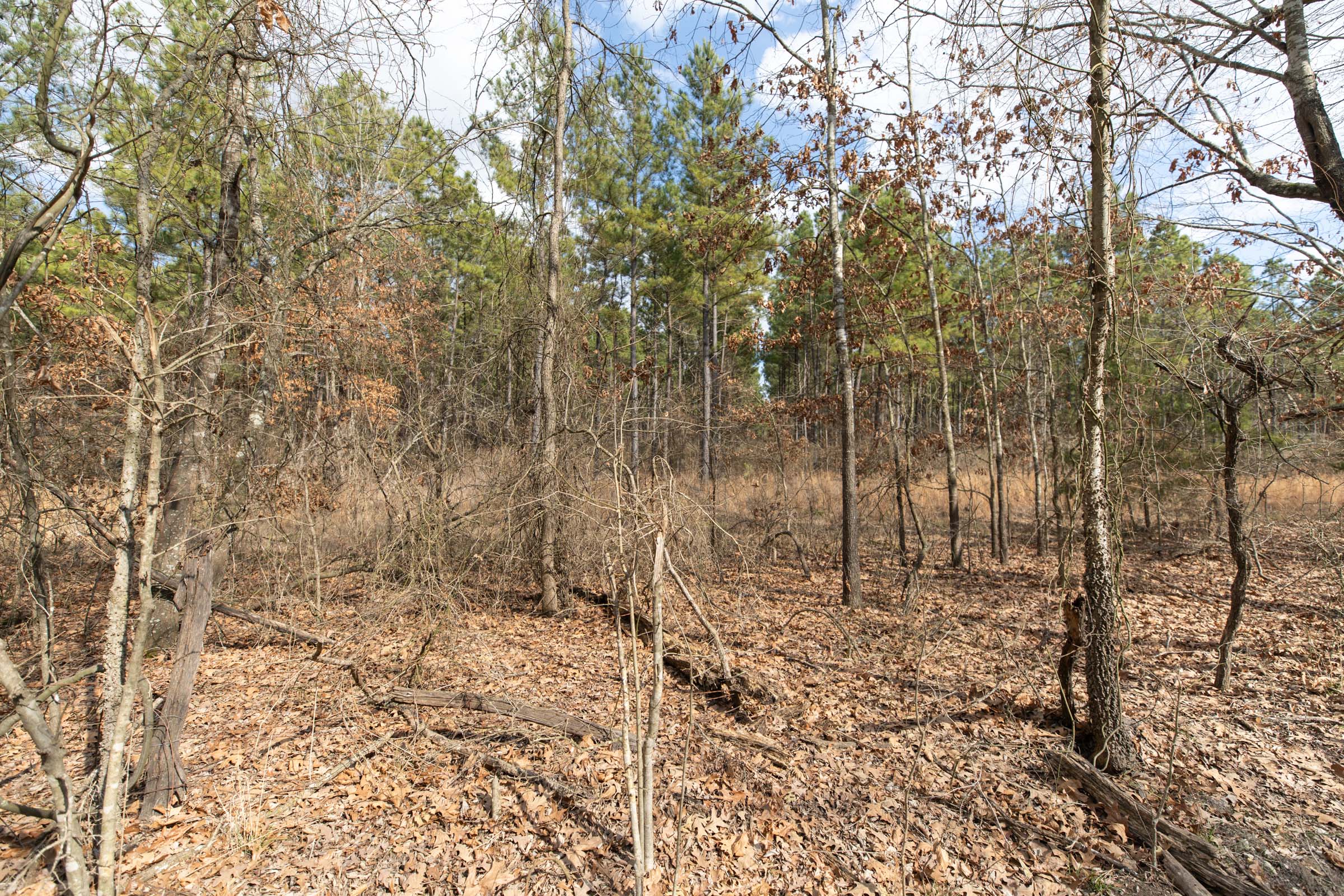 Tract 58 at Wishing Star Ranch in Red River County, Texas
