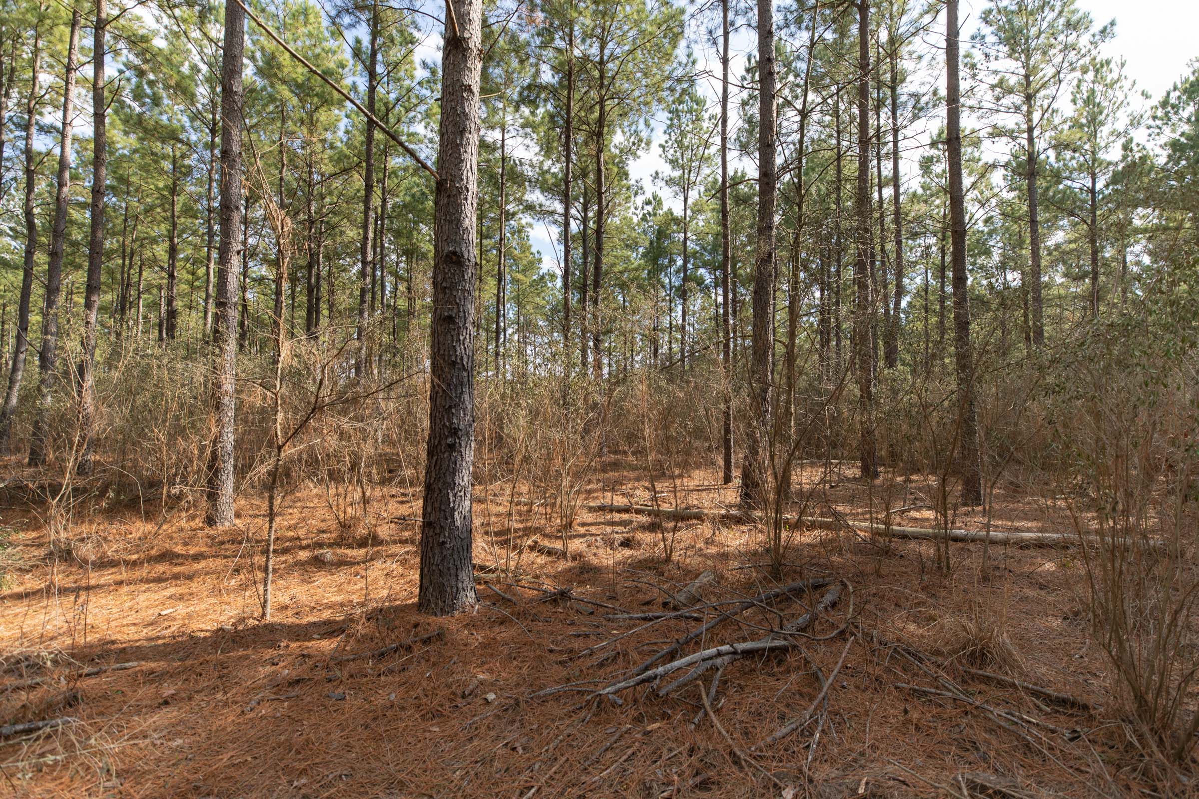 Tract 60 at Wishing Star Ranch in Red River County, Texas