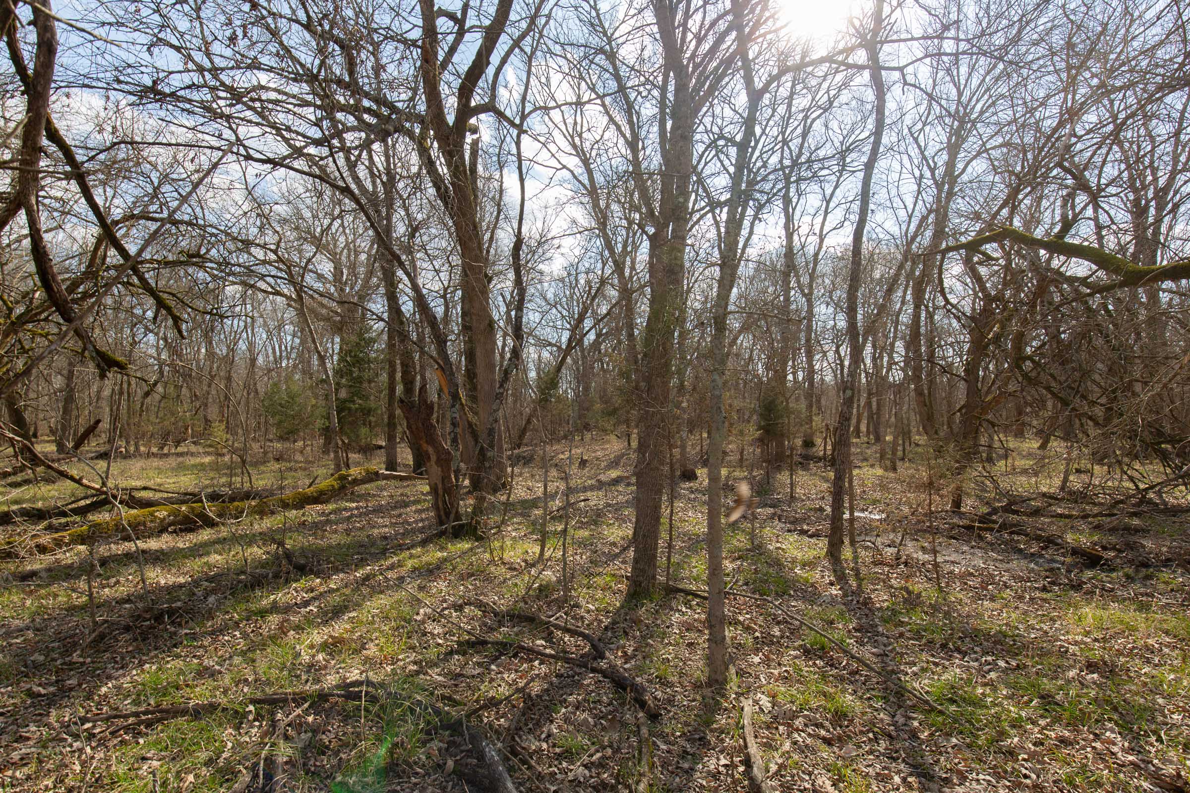 Tract 65 at Wishing Star Ranch in Red River County, Texas