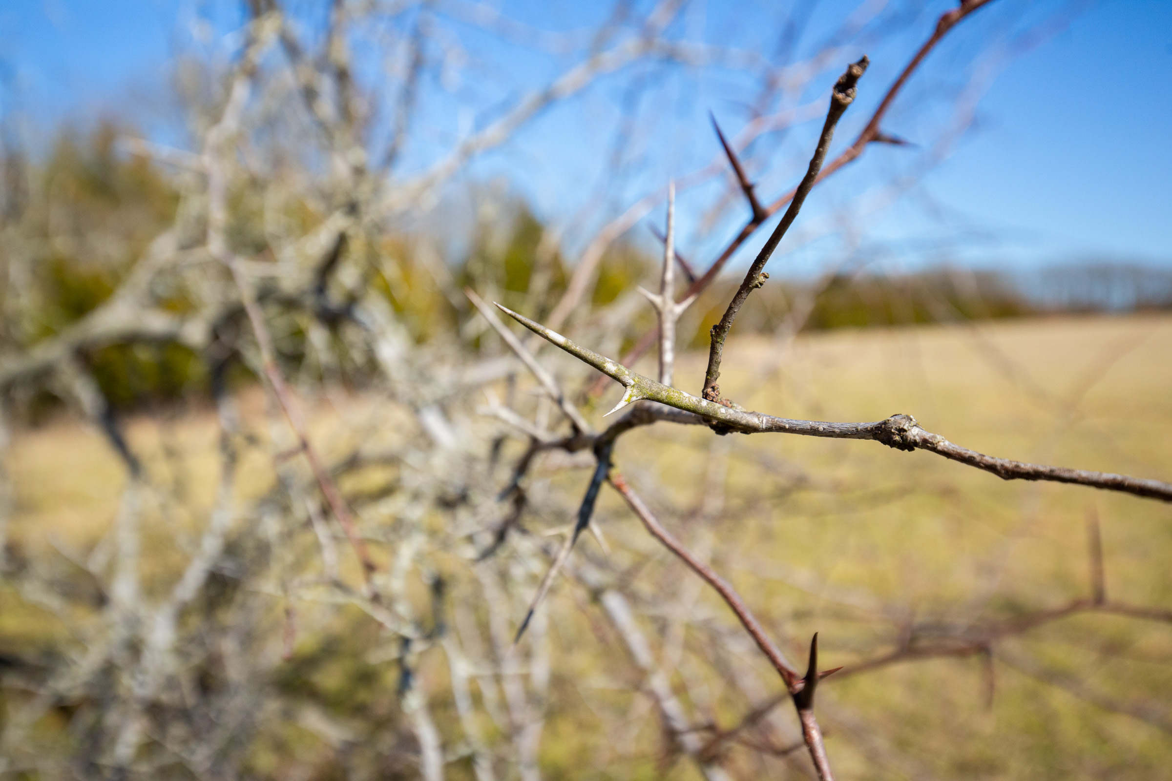 Tract 85 at Wishing Star Ranch in Red River County, Texas